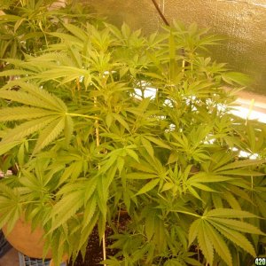 h00ks Hillbilly Grow 2016