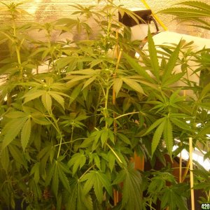 h00ks Hillbilly Grow 2016