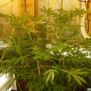 h00ks Hillbilly Grow 2016