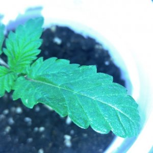 unknown strain seedling 2