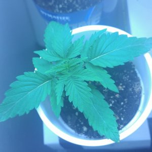 BlackJack strain seedling