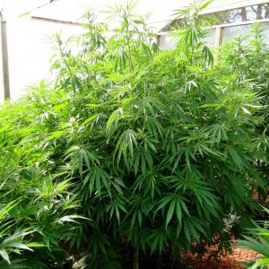 2016 Organic Multi-Strain Grow-Greenhouse #1-7/14/16