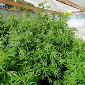 2016 Organic Multi-Strain Grow-Greenhouse #1-7/14/16