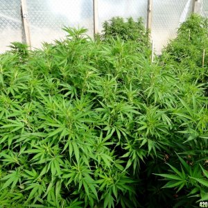 2016 Organic Multi-Strain Grow-Greenhouse #1-7/14/16