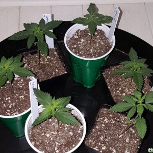 week3_crop