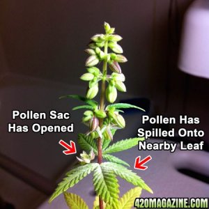 Pollen Sacks