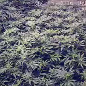 Grow Room Camera