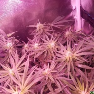 Lemon skunk 2 5 weeks in flower