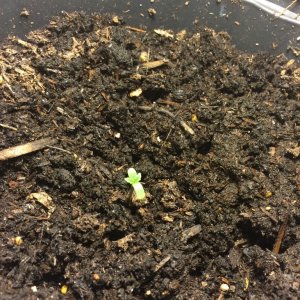 Bag Seed First Grow Germination Day 2