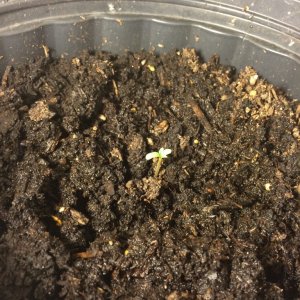 Bag Seed First Grow Germination Day 2