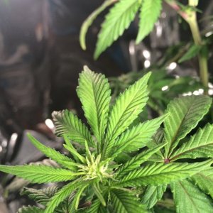 Bag Seed Week12 Flower Day9