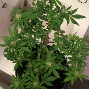 Bag Seed Week 14 Flower Week 3