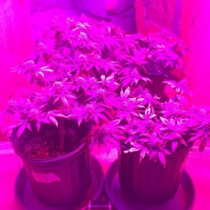 Bag Seed Week 17 Flowering Week 6