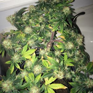 Bag Seed Week 17 Flowering Week 6