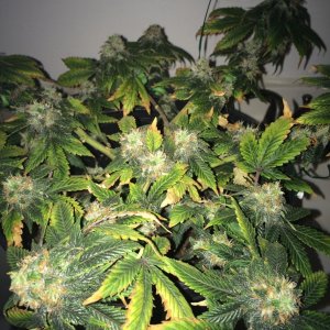 Bag Seed Week 17 Flowering Week 6