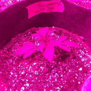 Raspberry Cough Sativa Veg Stage Day 13