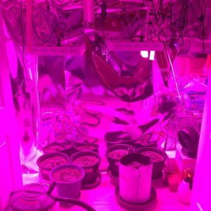 Grow Closet Raspberry Cough Sativa Day 13