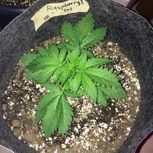 Raspberry Cough Sativa Week 2