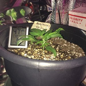 Raspberry Cough Sativa Week 1