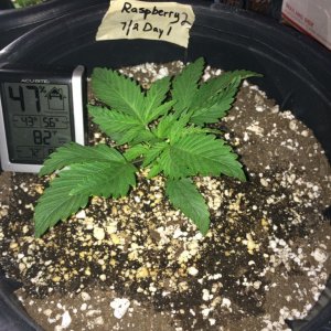 Raspberry Cough Sativa Week 1