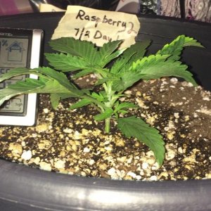 Raspberry Cough Sativa Week 1