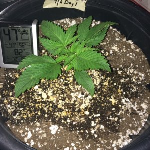 Raspberry Cough Sativa Week 1