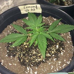 Lemon OG Haze Auto