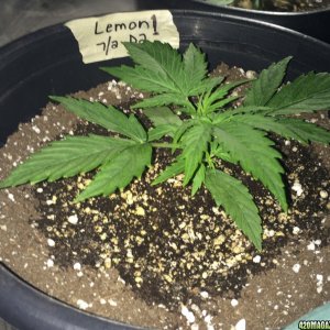 Lemon OG Haze Auto