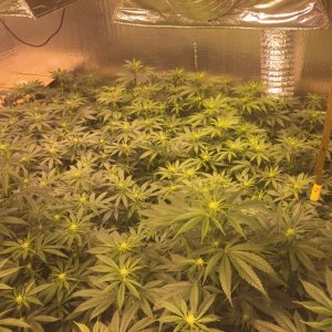 Scrog is getting bigger