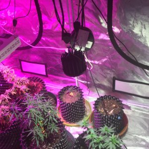 DIY COB LED build, all up and running