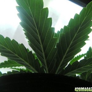 Purple Widow 20 Days- underside of leaves