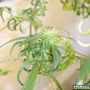 Grow Pics Last Plant