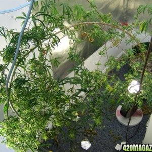 Grow Pics Last Plant