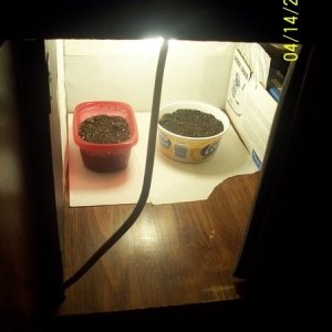 420am&pm's grow