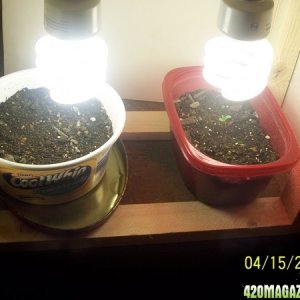 420am&pm's grow