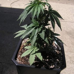 Purple Widow 12" tall 25 days Old