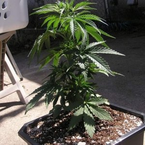 Purple Widow 12" tall 25 days Old