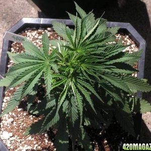 Purple Widow 12" tall 25 days Old