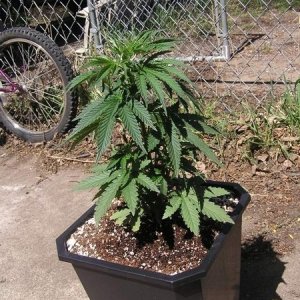 Purple Widow 12" tall 25 days Old