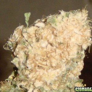 white bud