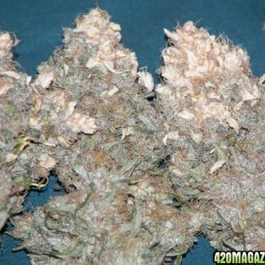 white bud