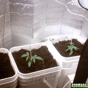 2nd Grow