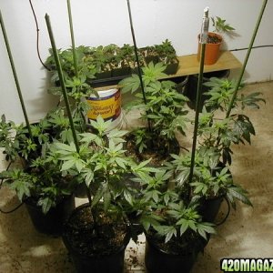 VEG ROOM