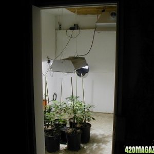 VEG ROOM