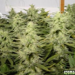 BUD ROOM