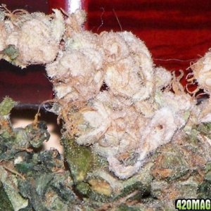 white bud