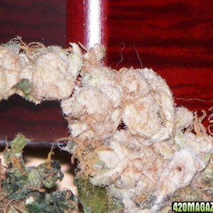 white bud