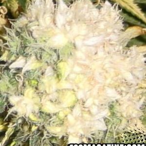 white bud