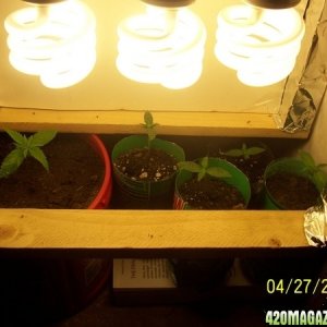 420am&pm's grow