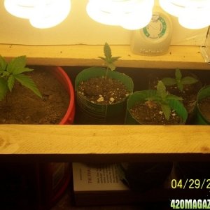 420am&pm's grow